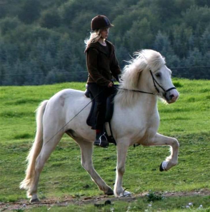 Islænder Baldur fra Lønne - 7/12 2008 [Foto: Min mor]  billede 8