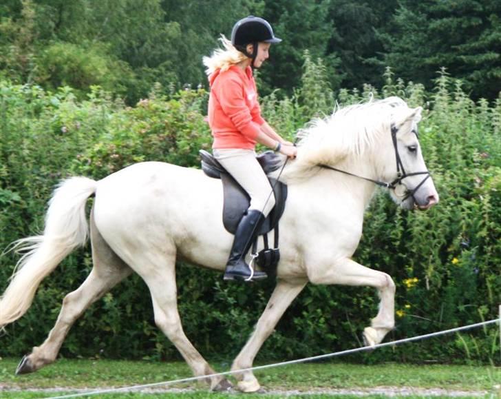 Islænder Baldur fra Lønne - Middel tempo tølt [Foto: Min mor] billede 9