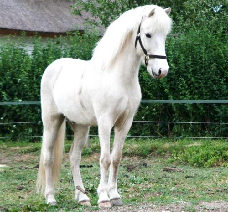 Islænder Baldur fra Lønne - Min smukke baldur, lige kommet hjem til os efter ca. 4 timers kørsel <3 [Foto: Mig] billede 13