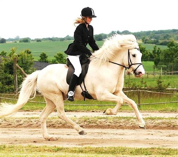 Islænder Baldur fra Lønne - Galop til Pinsestævnet <3 [Foto: Caroline Storch] billede 14