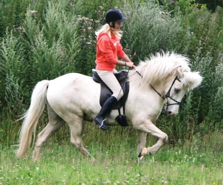 Islænder Baldur fra Lønne - Træning. Rider han overhovedet ikke så dybt normalt, det her er bare lige fanget i et hjørne. :) [Foto: Min mor] billede 15