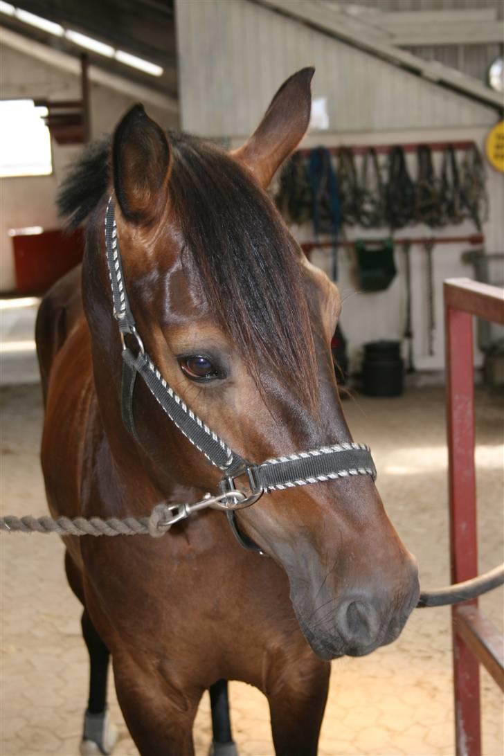 Anden særlig race Voldbjerggårds Musse - Musse i stalden <3 Foto: Helene billede 5