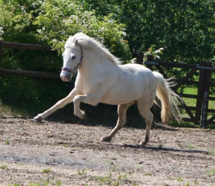 Islænder Baldur fra Lønne - [Foto: Mig] billede 16