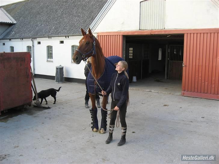 Dansk Varmblod Valløs Nikita- tidl. hest - Da jeg hentede hende:) Bedste dag nogen sinde<3 billede 15