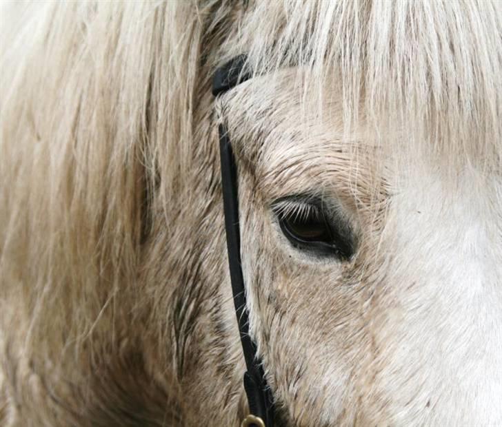 Islænder Baldur fra Lønne - [Foto: Mig] billede 17