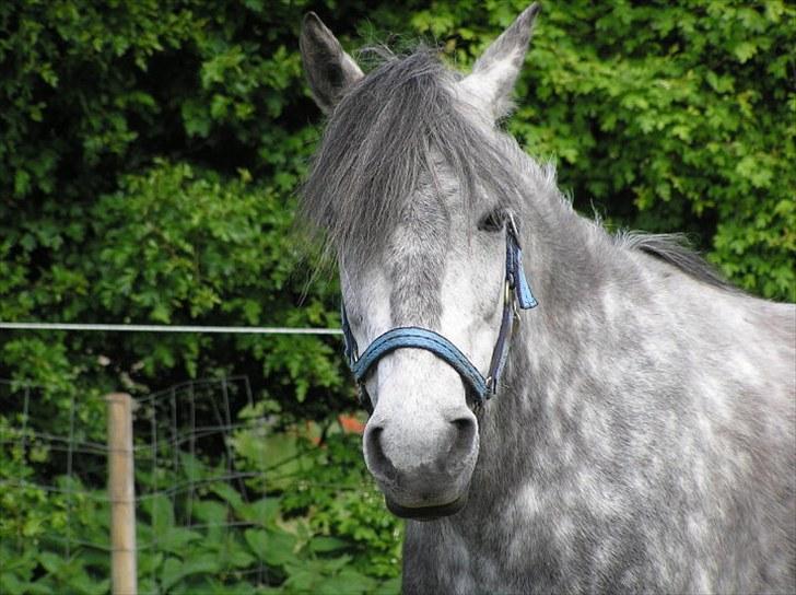 Anden særlig race  Stella<3 SOLGT  billede 1