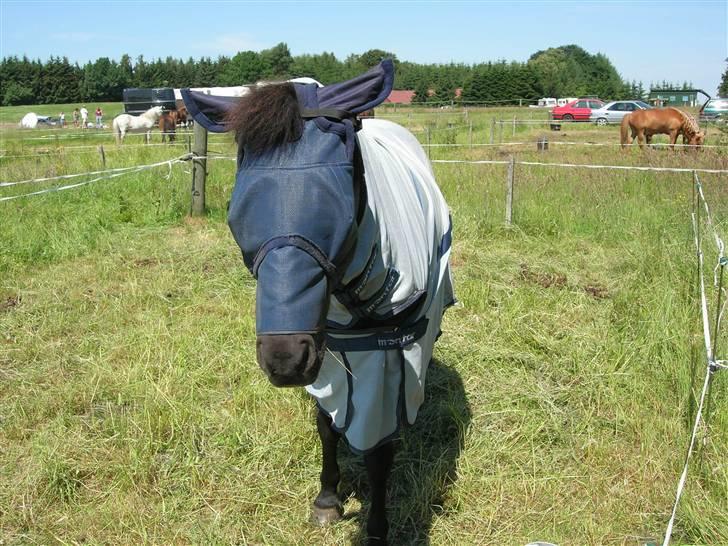 Islænder Illugi - vi var på ridelejr, og han var så plaget af insekter at han måtte have hat og dækken på:S billede 1