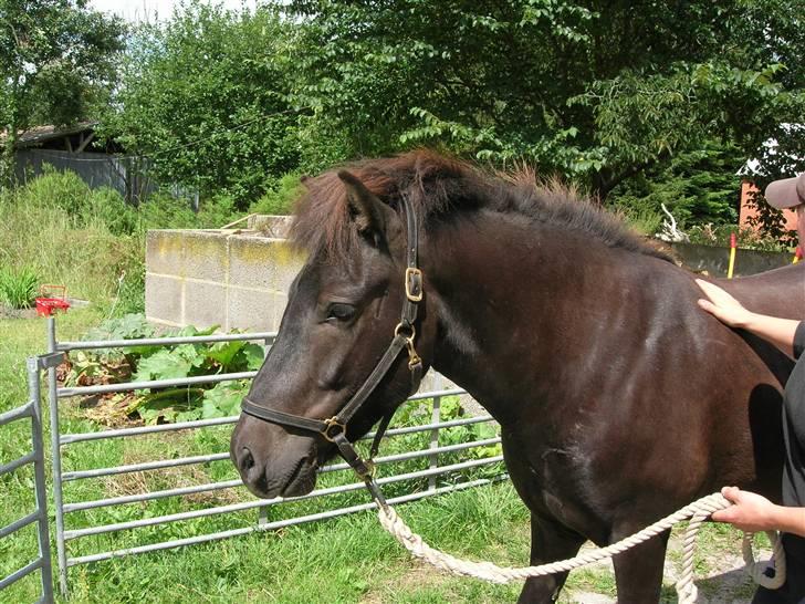 Islænder Illugi - fra første gang vi var ude og se på ham<3 billede 2