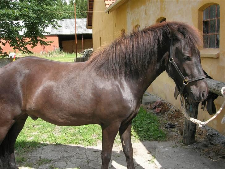 Islænder Illugi - også fra første gang vi var ude og se ham:D vi købte ham utilredet og tilred ham selv^^ billede 3