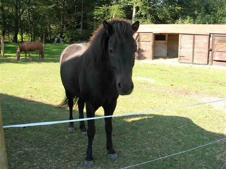 Islænder Illugi - Da vi lige havde fået ham hjem:P billede 4