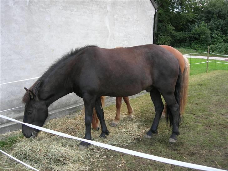 Islænder Illugi - Mmmmmmm hø xD billede 5