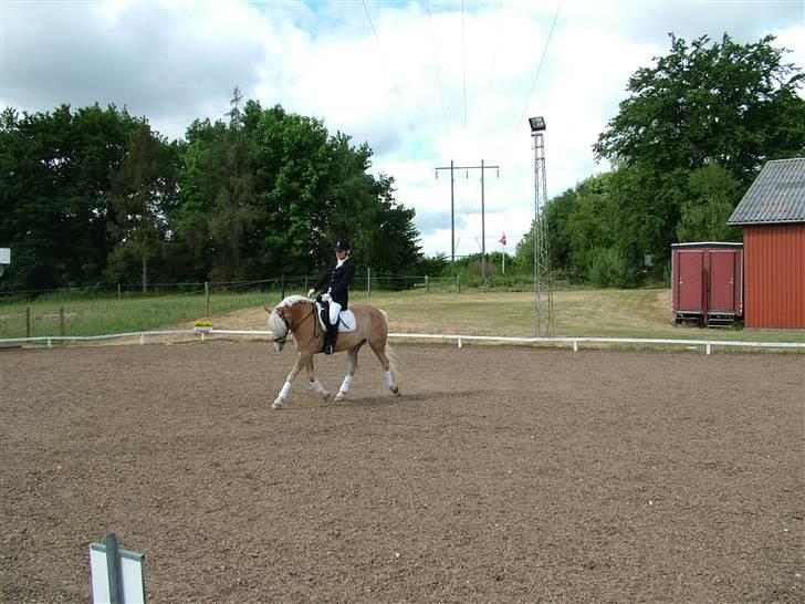 Anden særlig race Zafir - Stævne 14/06-08- Foto: Onkel;] billede 9