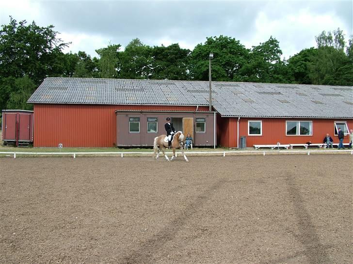 Anden særlig race Zafir - Stævne 14/06-08- Foto: Onkel;] billede 10