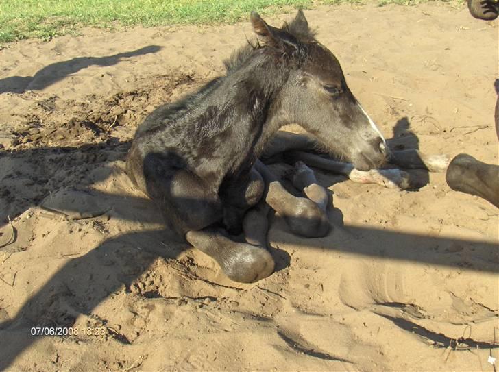 Dansk Varmblod Mazy *Solgt* - Mazy 1 dag gammel billede 11