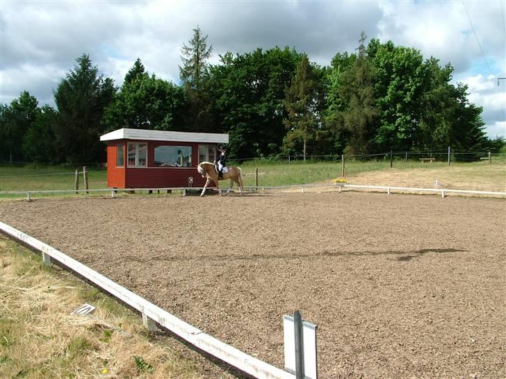 Anden særlig race Zafir - Stævne 14/06-08- Foto: Onkel;] billede 11