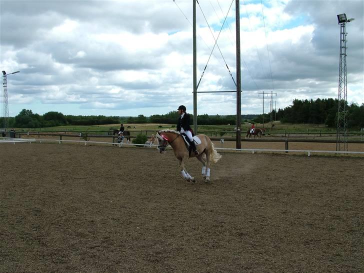 Anden særlig race Zafir - Æresrunde i galop(;-Foto: Onkel;]  billede 12