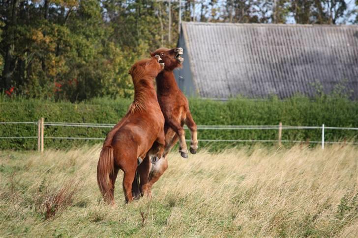 Islænder Freyr fra Tanderup - :X! pas dog på! billede 8