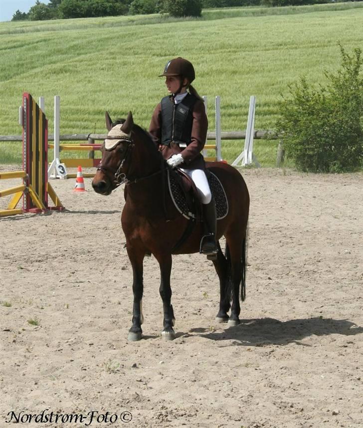 DSP Smedestedet's Kiwi billede 3