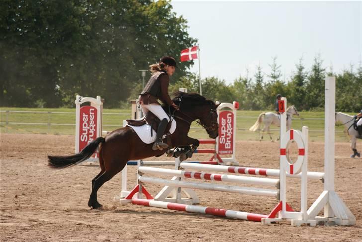 DSP Smedestedet's Kiwi - LB billede 7