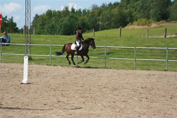 DSP Smedestedet's Kiwi - LB billede 9