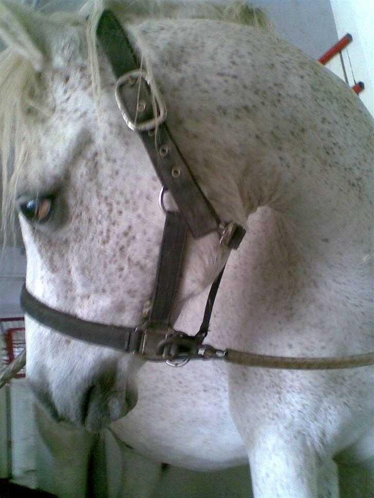 Anden særlig race Chili (passer hest) billede 14