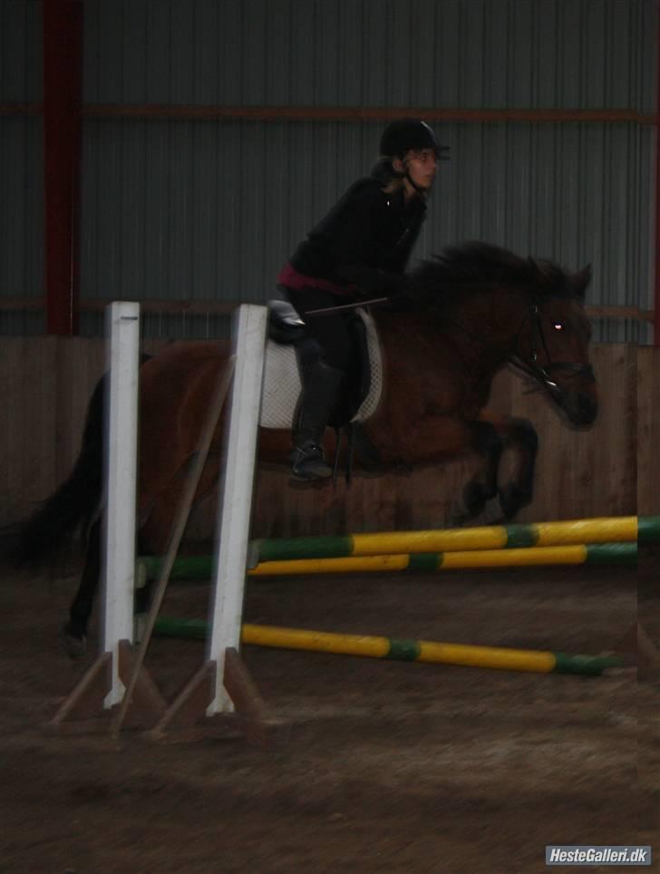 Anden særlig race Nixeline. billede 1