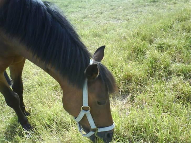Anden særlig race Nixeline. billede 5