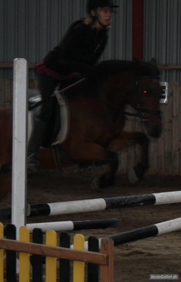 Anden særlig race Nixeline. - Foto Katrine Olsen billede 6