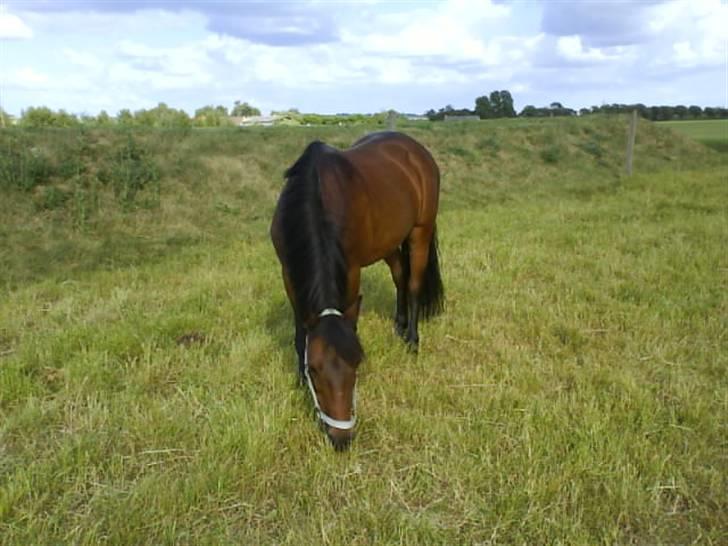 Anden særlig race Nixeline. billede 8
