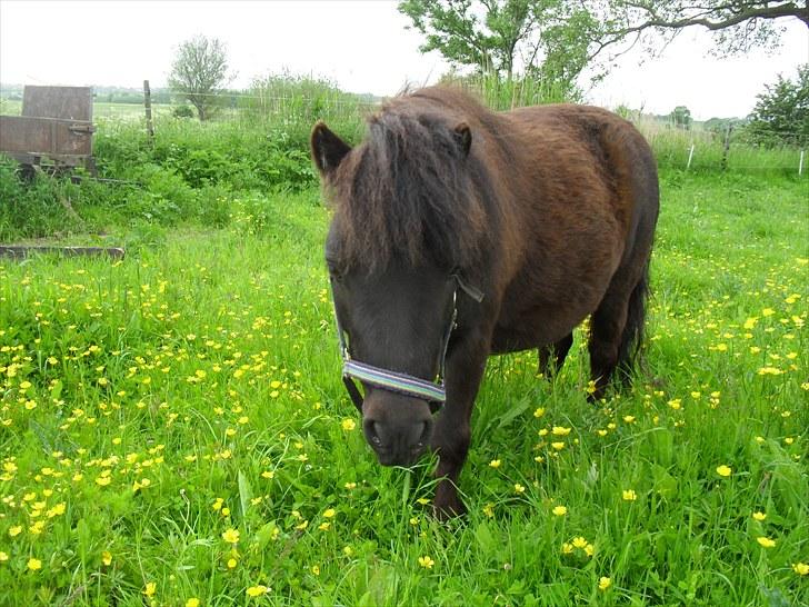 Shetlænder tøzen ( solgt) :I -   på sommer fold . billede 18