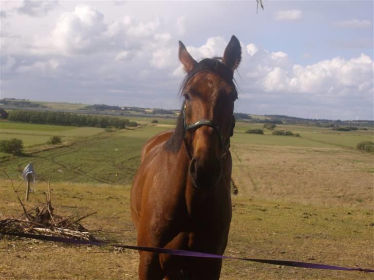 Anden særlig race Nickey *SOLG* - Nickey igen!  billede 15