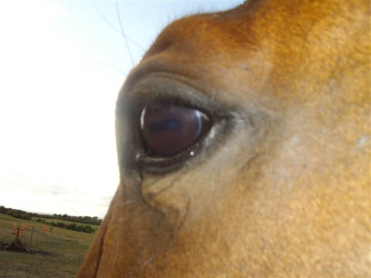 Anden særlig race Nickey *SOLG* - Hans utrolig smukke øje!  billede 16