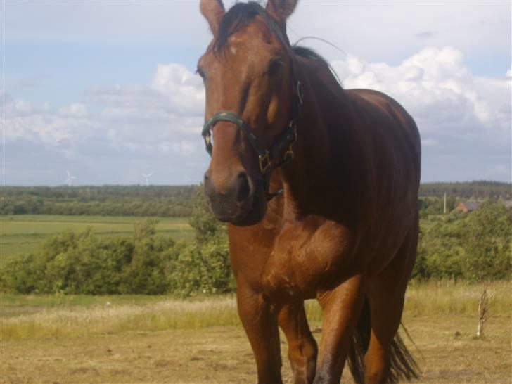 Anden særlig race Nickey *SOLG* - Neij du er spændende har du noget til mig ?? billede 17