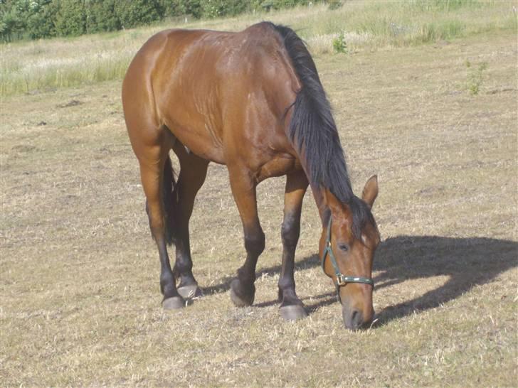 Anden særlig race Nickey *SOLG* - Gumle gumle dejligt græs billede 18