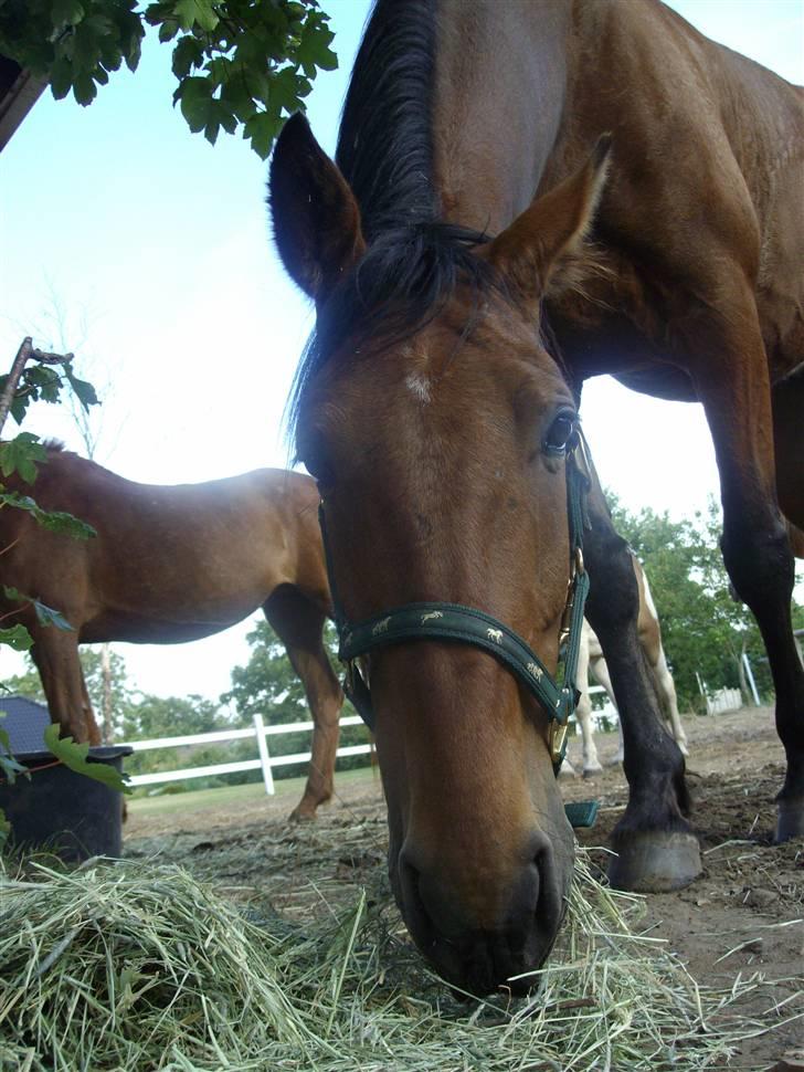 Anden særlig race Nickey *SOLG* - Er der noget ?? billede 19