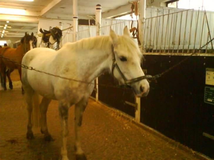 Anden særlig race Angel - hmm har du noget<33 billede 4