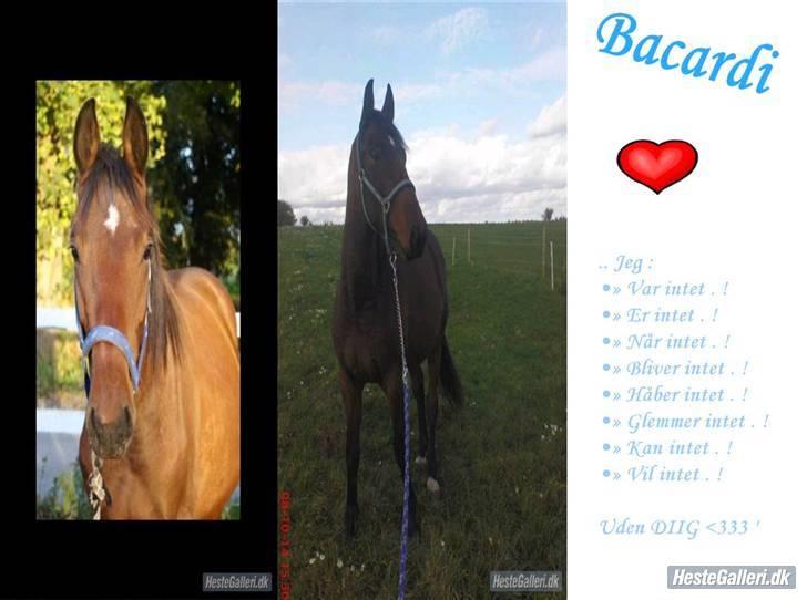 Anden særlig race Bacardi - Velkommen til Bacardi´s profil  billede 1