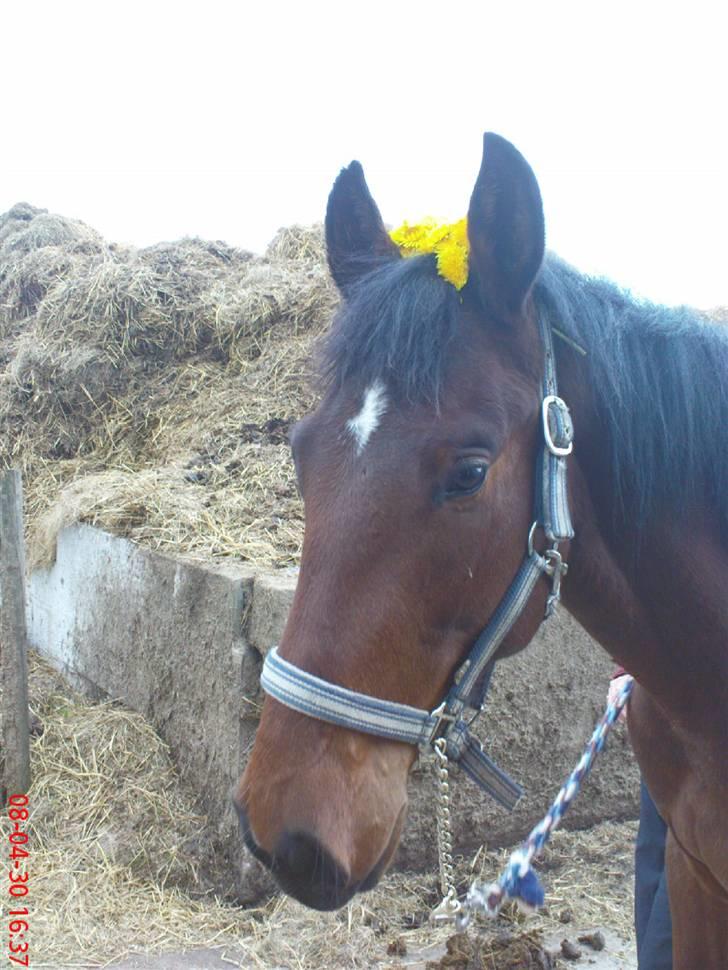 Anden særlig race Bacardi - forår 08 billede 2