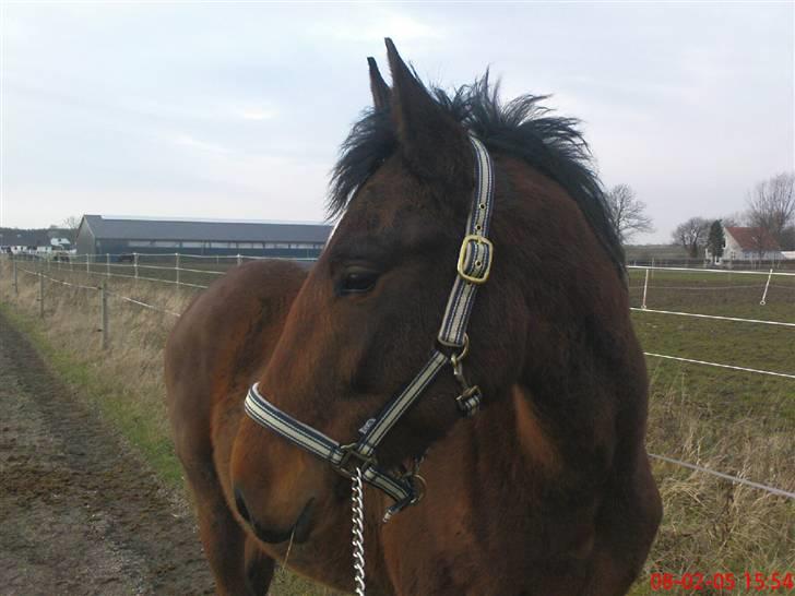 Anden særlig race Bacardi - vinter/forår 08 billede 3