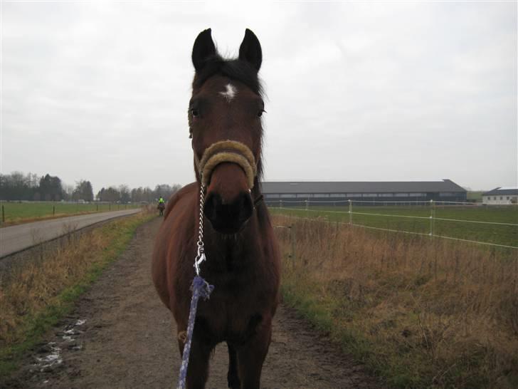 Anden særlig race Bacardi billede 4