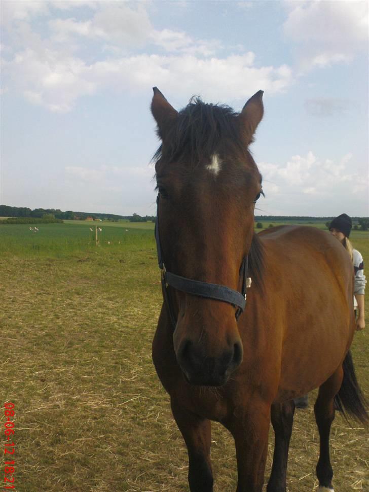 Anden særlig race Bacardi - sommer 08 billede 5