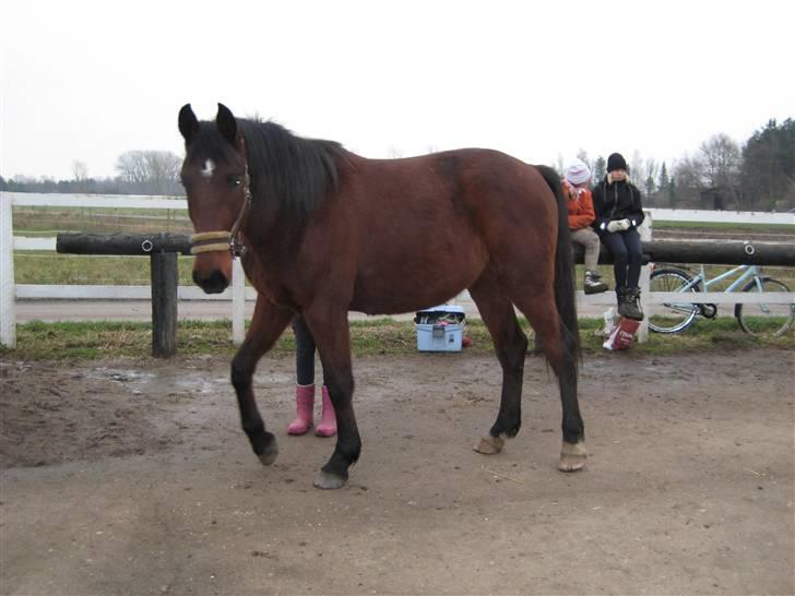 Anden særlig race Bacardi - vinter 08 billede 6