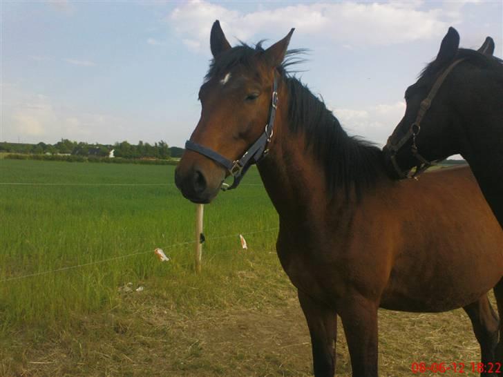 Anden særlig race Bacardi - sommer 08 billede 7