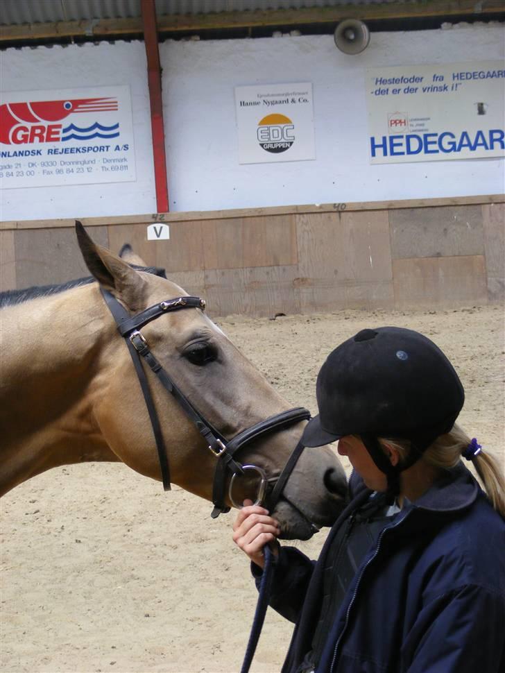 Akhal-Tekiner SHERHAN billede 3