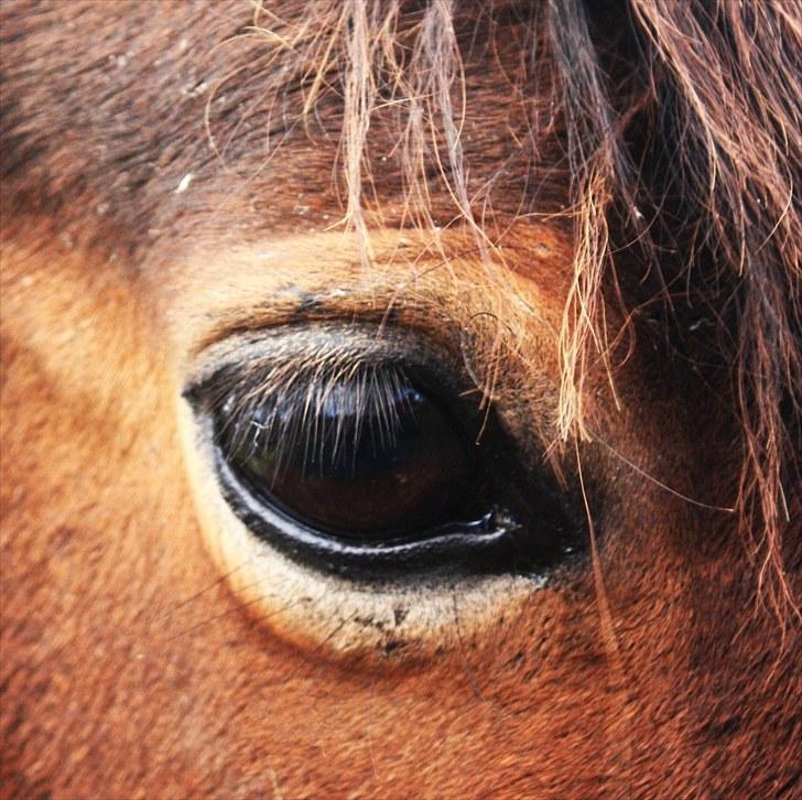 Hollandsk Sportspony | Selena - Din rolige sjæl, man kan se det i dine øjne. Jeg elsker dig! billede 6