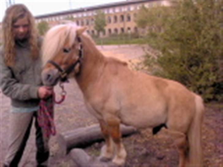 Shetlænder Little Golden Dream † - Træstub. Beklager kvaliteten! billede 20