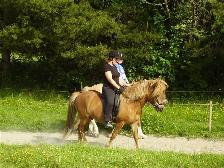 Islænder sleipnir fra solholt †RIP - på ovalbanen billede 12
