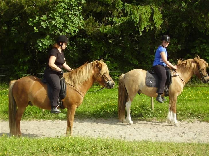 Islænder sleipnir fra solholt †RIP - fengur og sleipnir på ovalbanen! billede 14