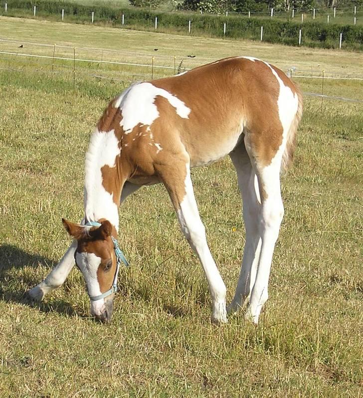Pinto Donna Electra billede 16