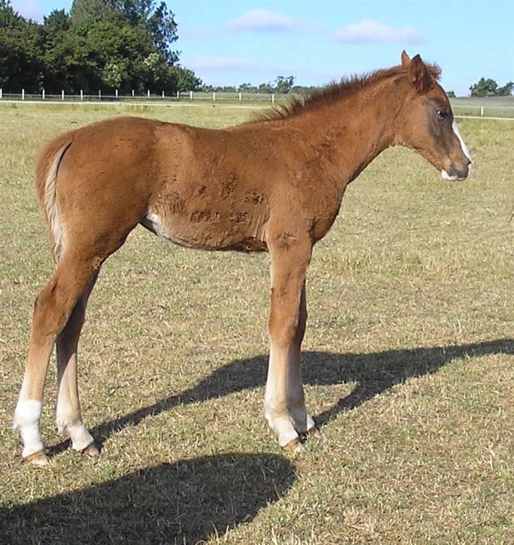 Anden særlig race Manifique Eto'o- SOLGT billede 16
